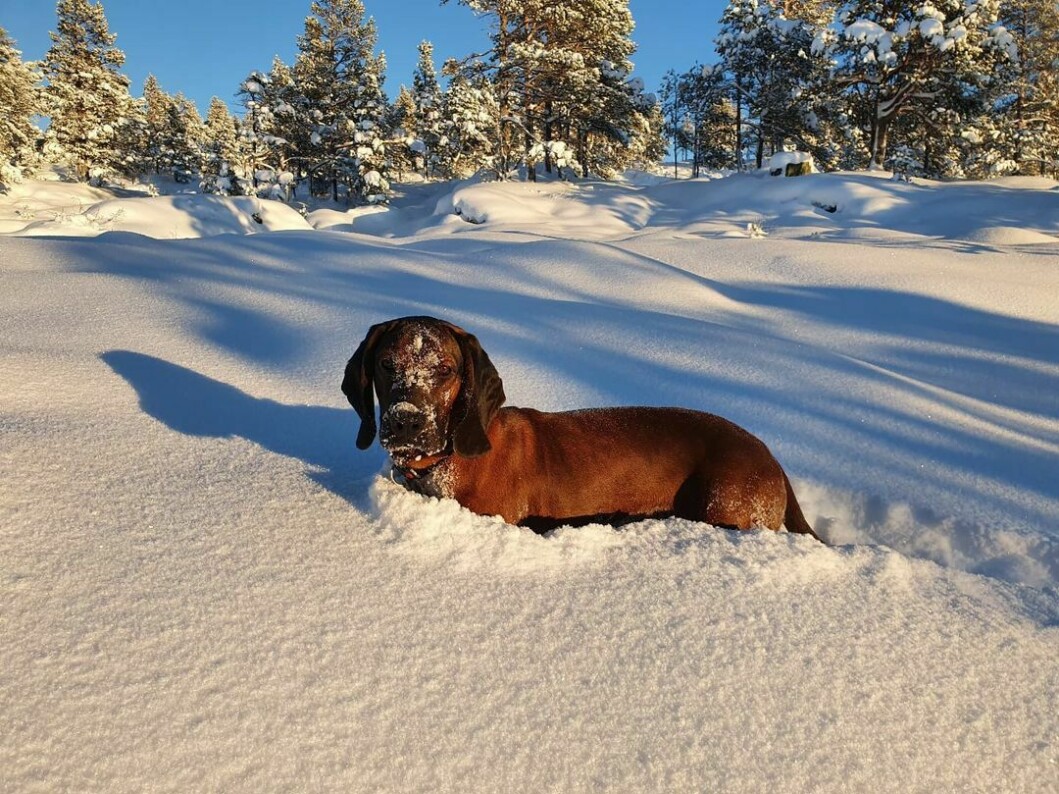 Fineste Krut på tur i sol, snø og kulde (-16)💙❄