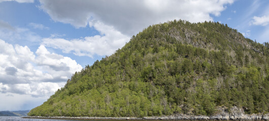 Verner fem viktige skogområder i Møre og Romsdal