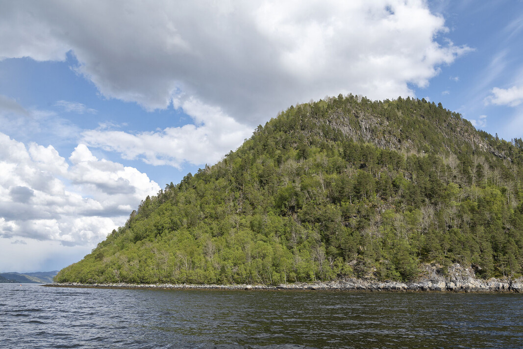 Variert skog som er vernet i Brøskjahagan naturreservat i Surnadal kommune. Variert skog som er vernet i Brøskjahagan naturreservat i Surnadal kommune.