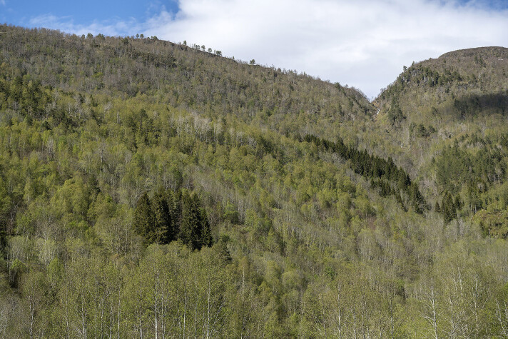 Frodig lauvskog som er vernet i Almbekken naturreservat i Surnadal kommune. Frodig lauvskog som er vernet i Almbekken naturreservat i Surnadal kommune.