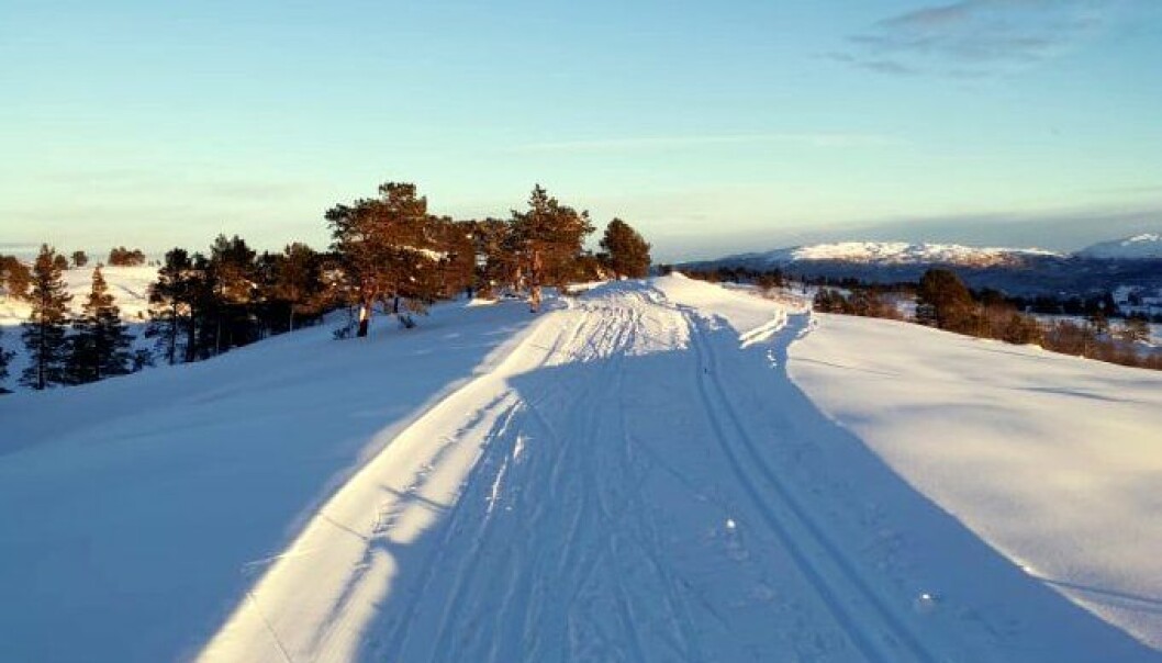Tørsetmarka 8.01.21 Tørsetmarka 8.01.21
