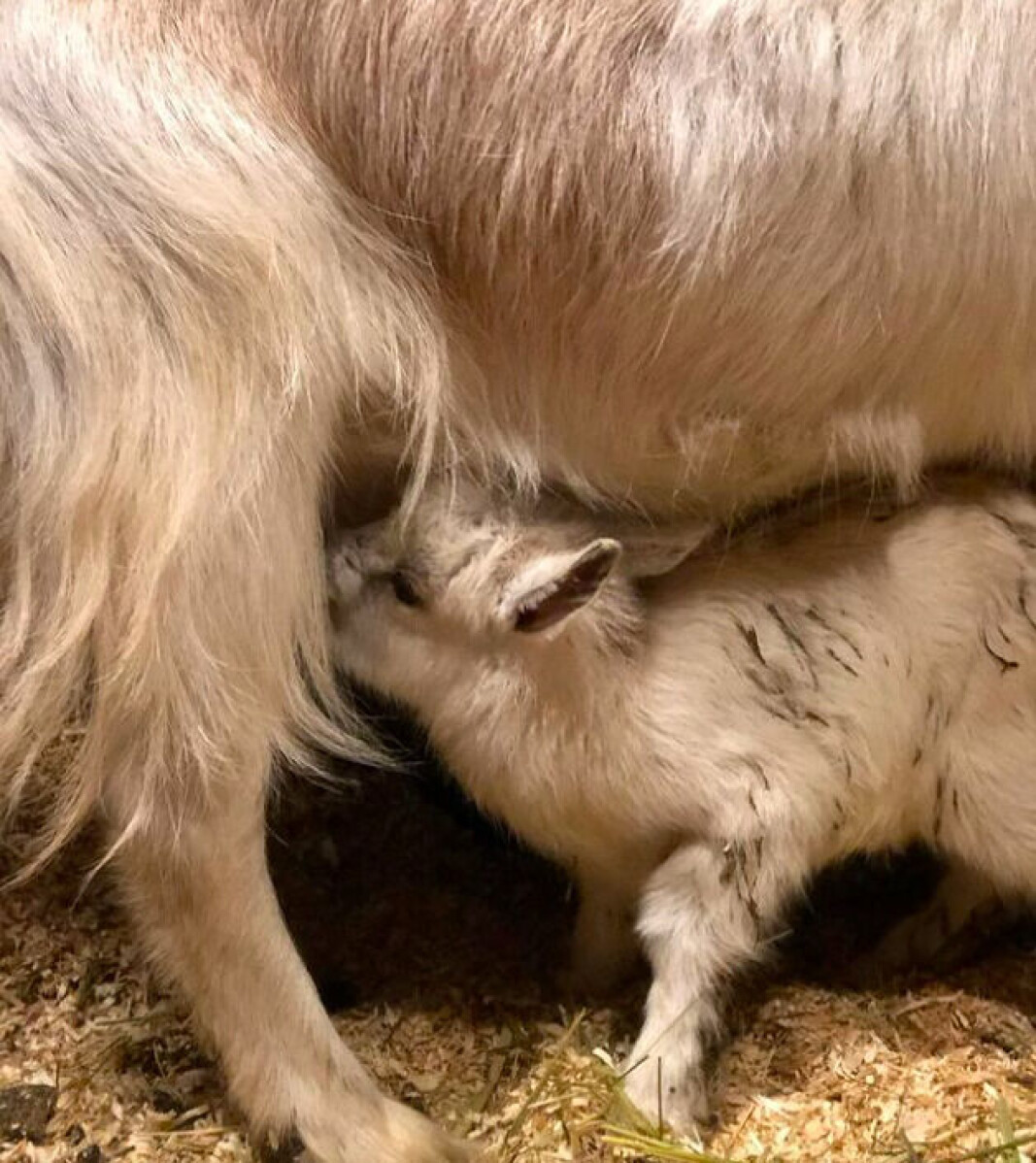 Ein heilt ny, liten skapning gjorde seg til kjenne under morgonstellet i dag og Regnbue flytta inn i stallen med sitt friske, fine geitekje 🐐🎈 Ein heilt ny, liten skapning gjorde seg til kjenne under morgonstellet i dag og Regnbue flytta inn i stallen med sitt friske, fine geitekje 🐐🎈