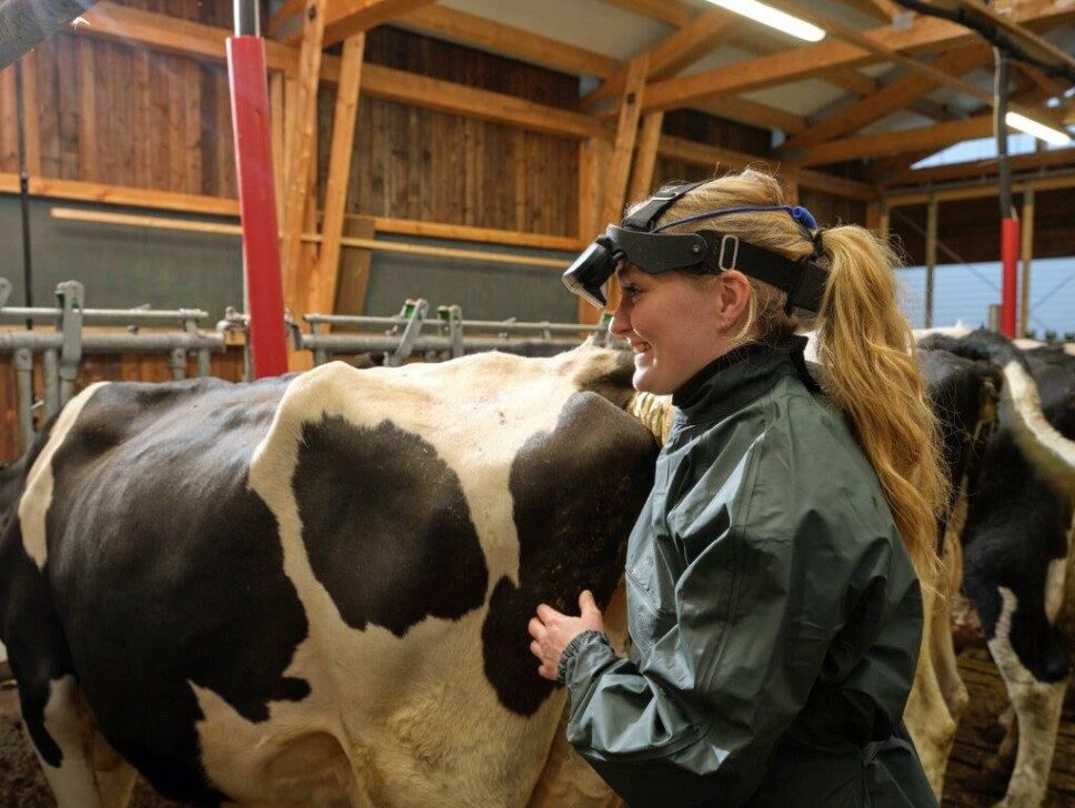 Silje Mogstad Finstad