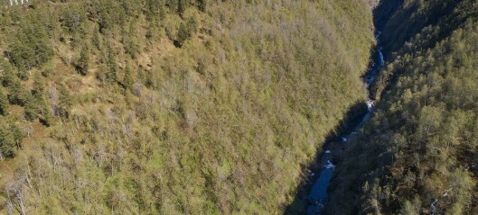 Skjoralia naturreservat i Folldalen er nå et vernet skogområde