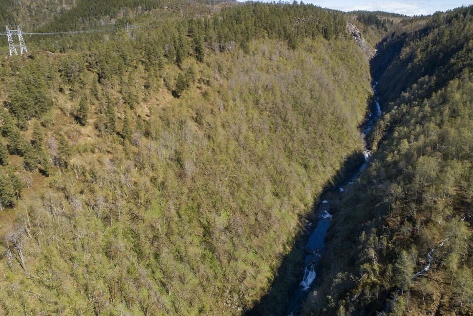 Skjoralia naturreservat er ei bratt li opp fra elva, med edellauvskog i nedre deler og gammel furuskog øverst i lia.