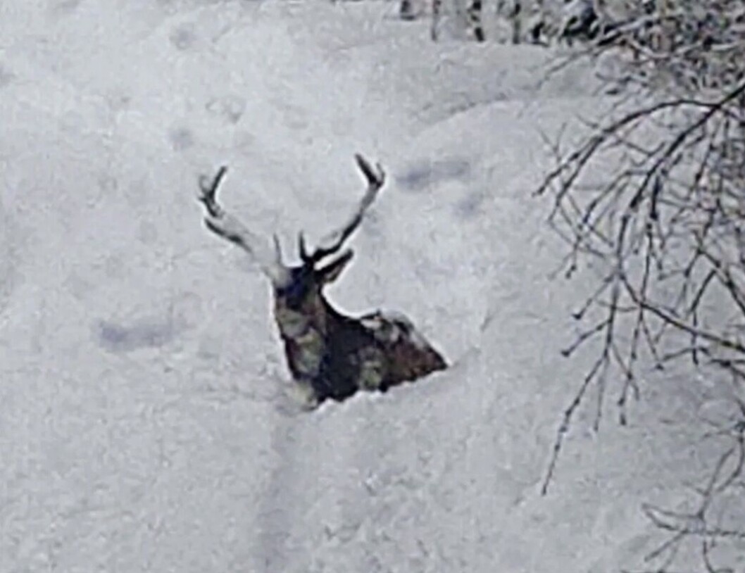 Ivar Myklegard har tatt dette bildet av en kronhjort ved Deltrans i Løfald på Rindalsskogen. Ivar Myklegard har tatt dette bildet av en kronhjort ved Deltrans i Løfald på Rindalsskogen.