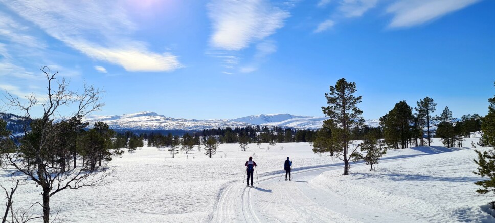 Furuhaugmarka