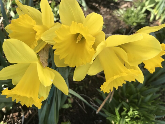 "Dine hender er fulle av blomster!" "Dine hender er fulle av blomster!"