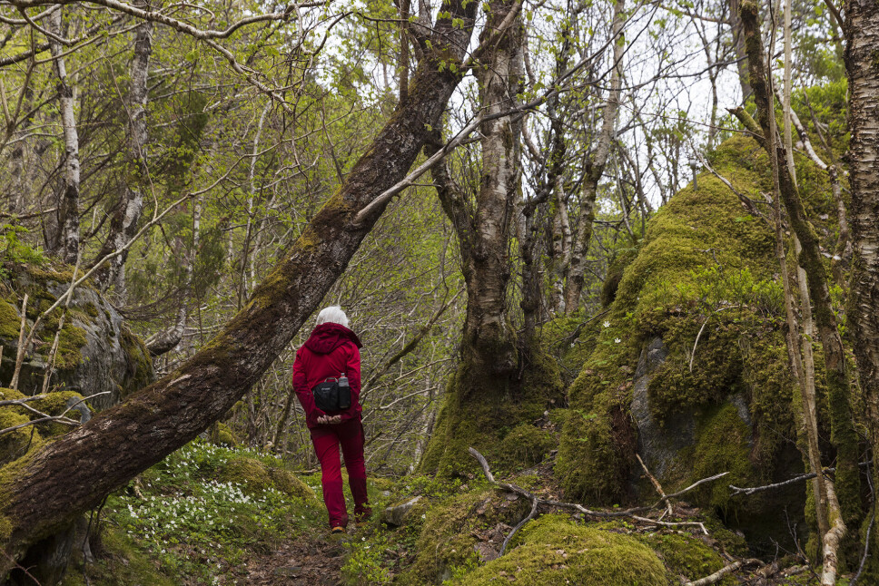 Gjennom urskog.
