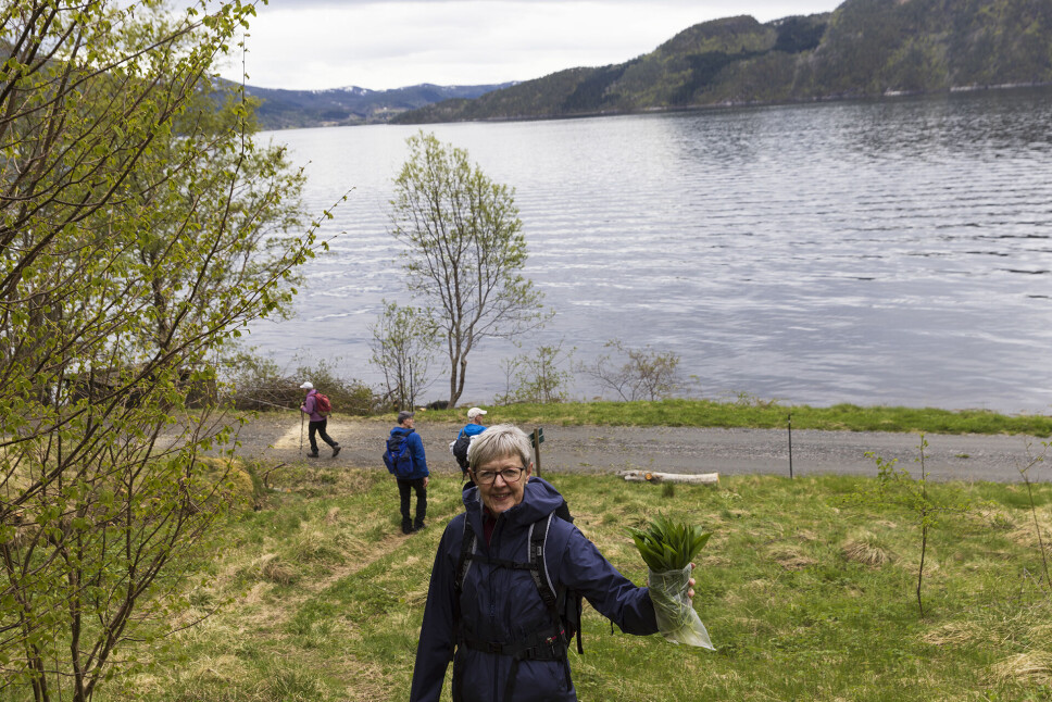 Mykje og fin ramslauk.
