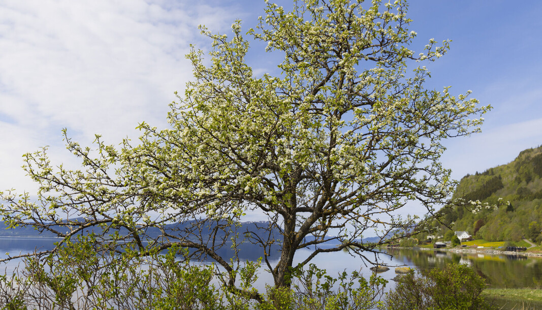 Det blomstrar i Stangvika. Det blomstrar i Stangvika.
