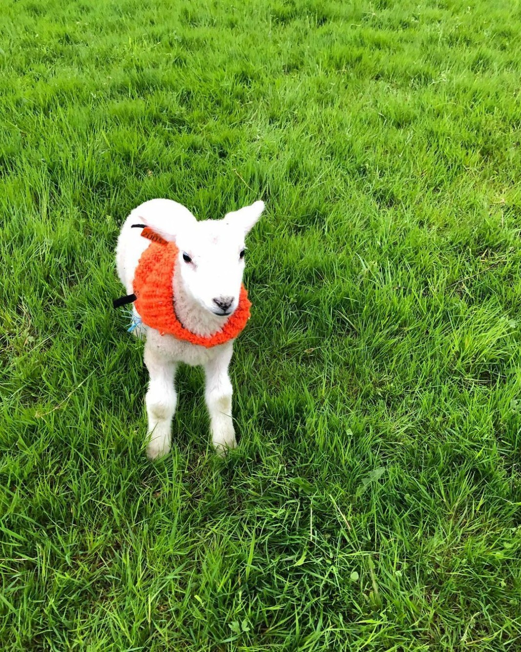Lille Lucifer er oppkallet etter fjorårets stjerne, Lucy. Han får låne genseren hennes om nettene, men på han er den mer skjerf enn genser, da🥰 Lille Lucifer er oppkallet etter fjorårets stjerne, Lucy. Han får låne genseren hennes om nettene, men på han er den mer skjerf enn genser, da🥰