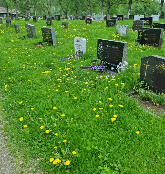 Løvetannen trives i uslått gress Løvetannen trives i uslått gress