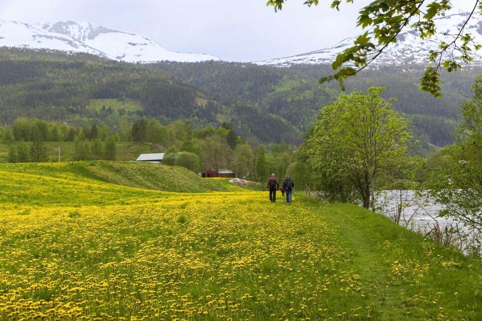 Gjennom løvetannenga.
