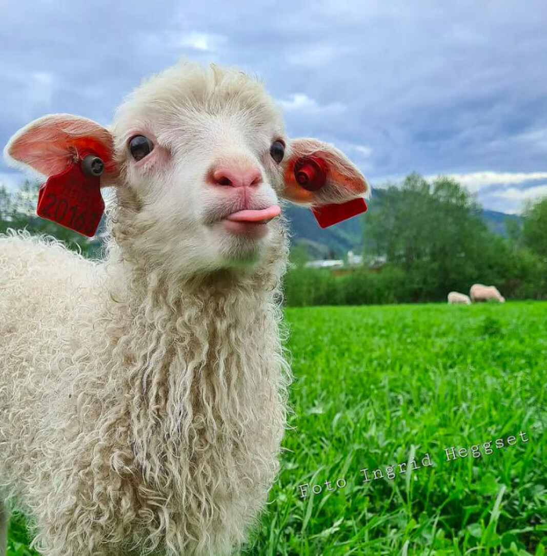 Her er d ene lammet til Sminka🐑💕 Her er d ene lammet til Sminka🐑💕