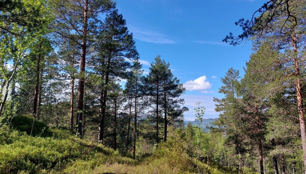 Fin blå himmel først på dagen Fin blå himmel først på dagen