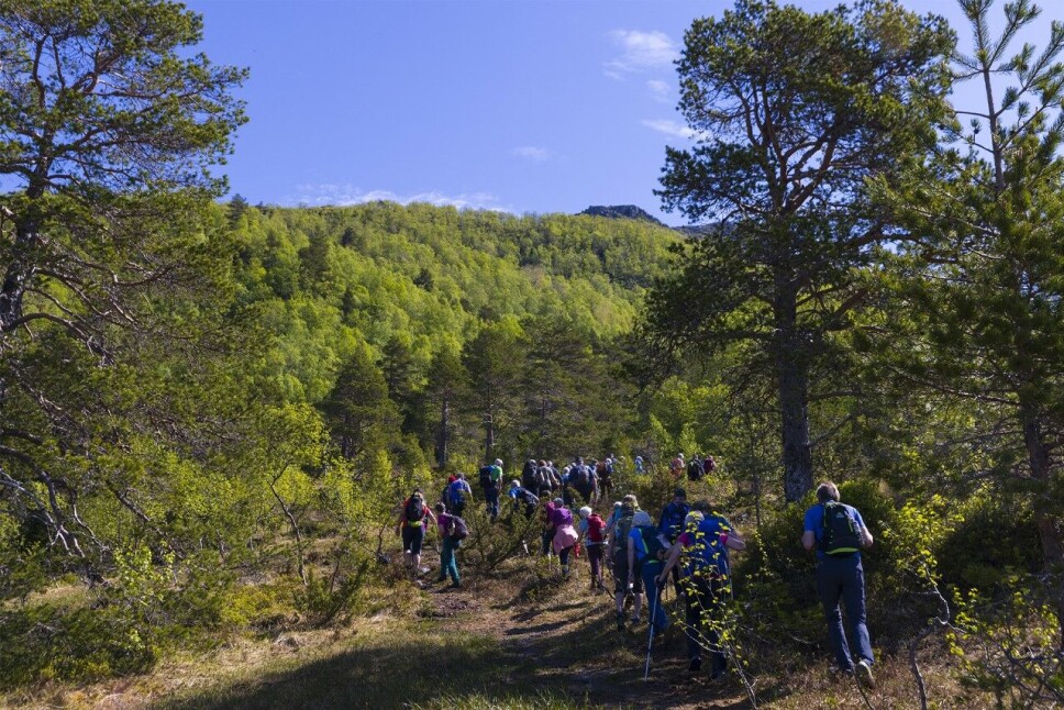 Opp gjennom furu- og lauvskog.