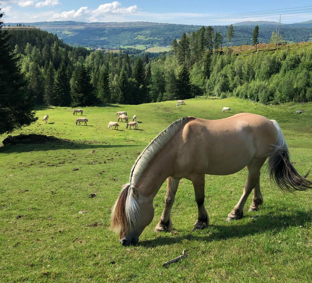 Idyllisk i Langlia. Idyllisk i Langlia.