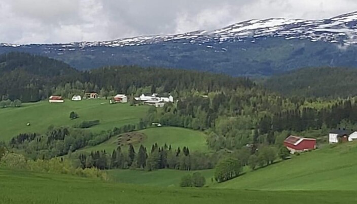Elshauggardene sett fra vestenden av vatnet. Elshauggardene sett fra vestenden av vatnet.