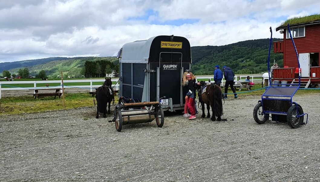 Ponniene fra Dørum trav og tren ble veldig populære blant de yngste🤩🐎 Ponniene fra Dørum trav og tren ble veldig populære blant de yngste🤩🐎