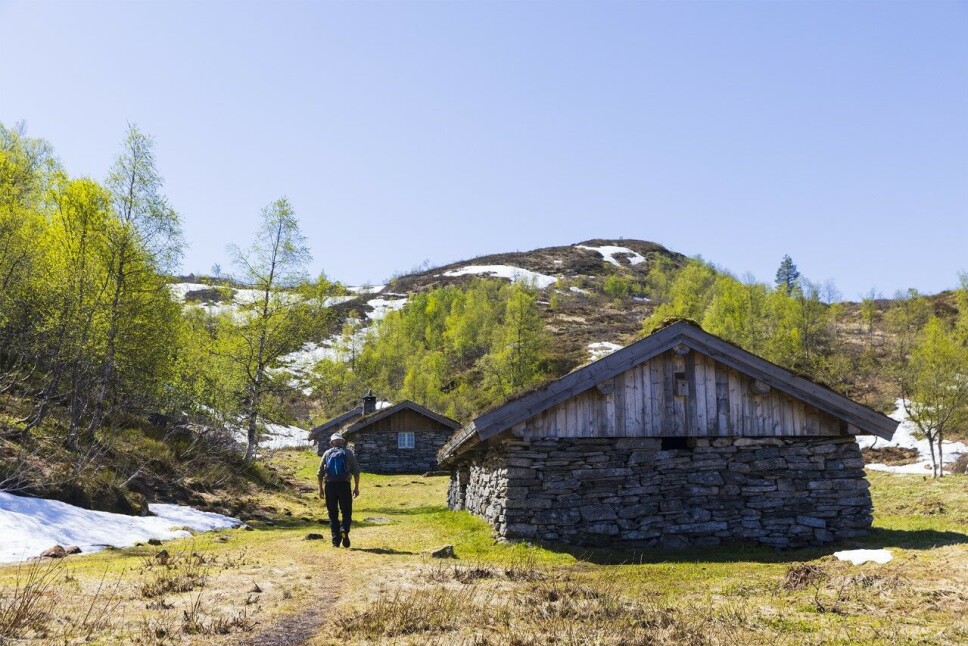 Ranessetra med 16m langt kufjøs, seterskjel og saufjøs.