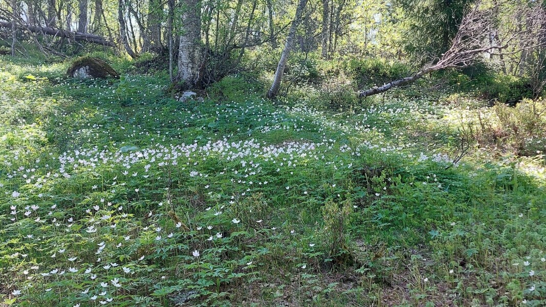 Kvitveisteppe. Kvitveisteppe.