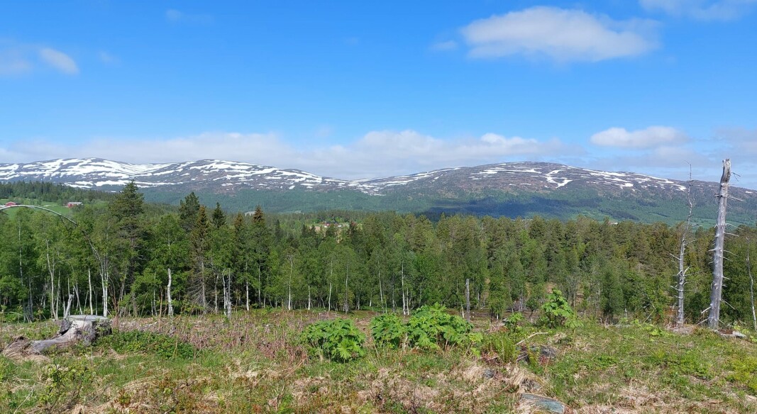 Fin plass med fin utsikt fra Bårdhaugen. Fin plass med fin utsikt fra Bårdhaugen.
