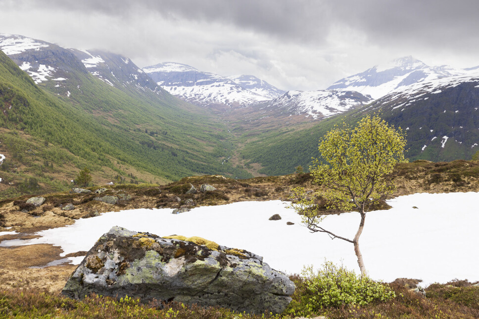 Utsikt innover Kvenndalen.