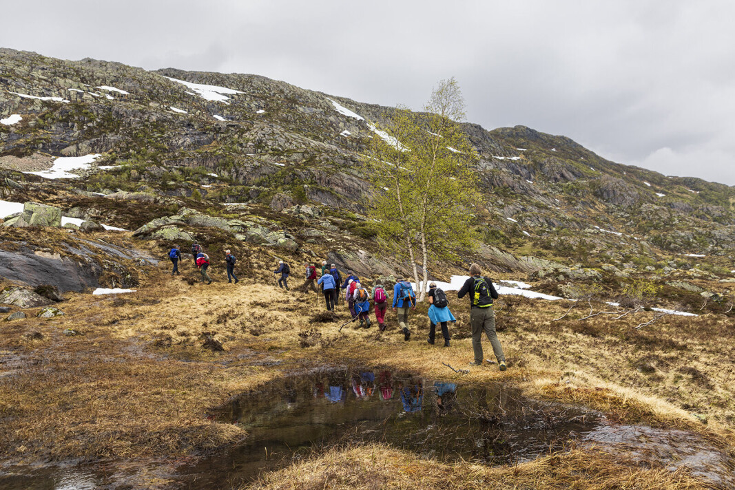 Opp mot Skarfjellet. Opp mot Skarfjellet.