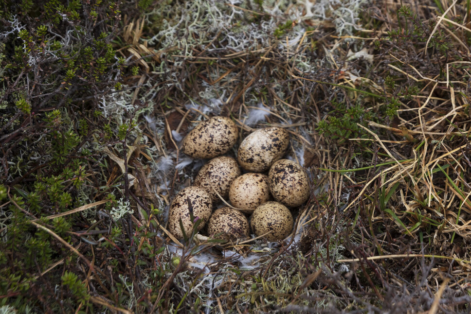 Rypeegg på Skarfjellet.