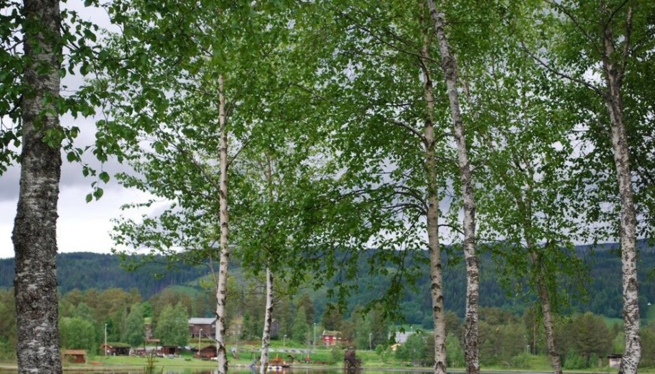 Igltjønna fra andre siden Igltjønna fra andre siden