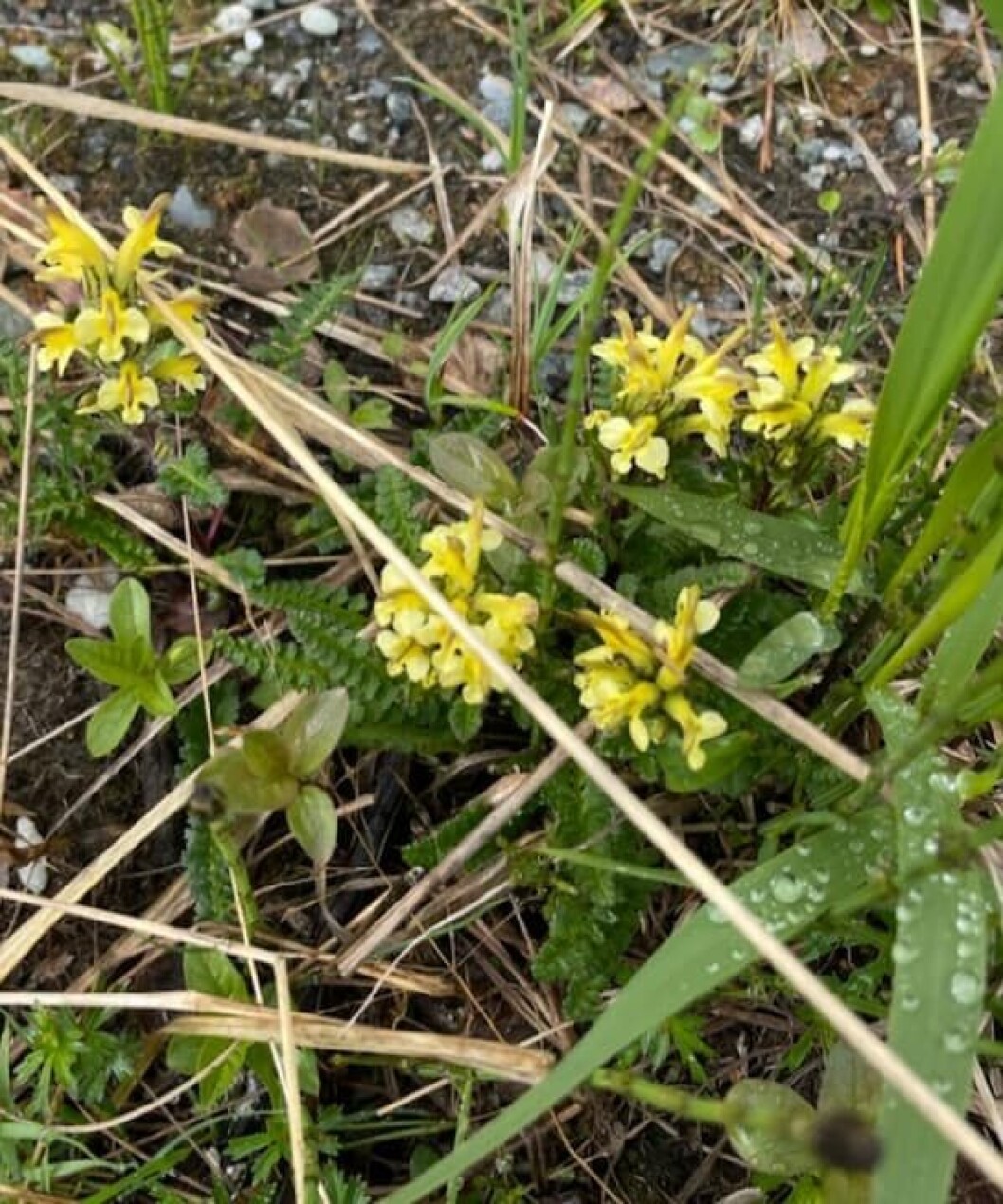 Mange fine blomster i naturen no Mange fine blomster i naturen no