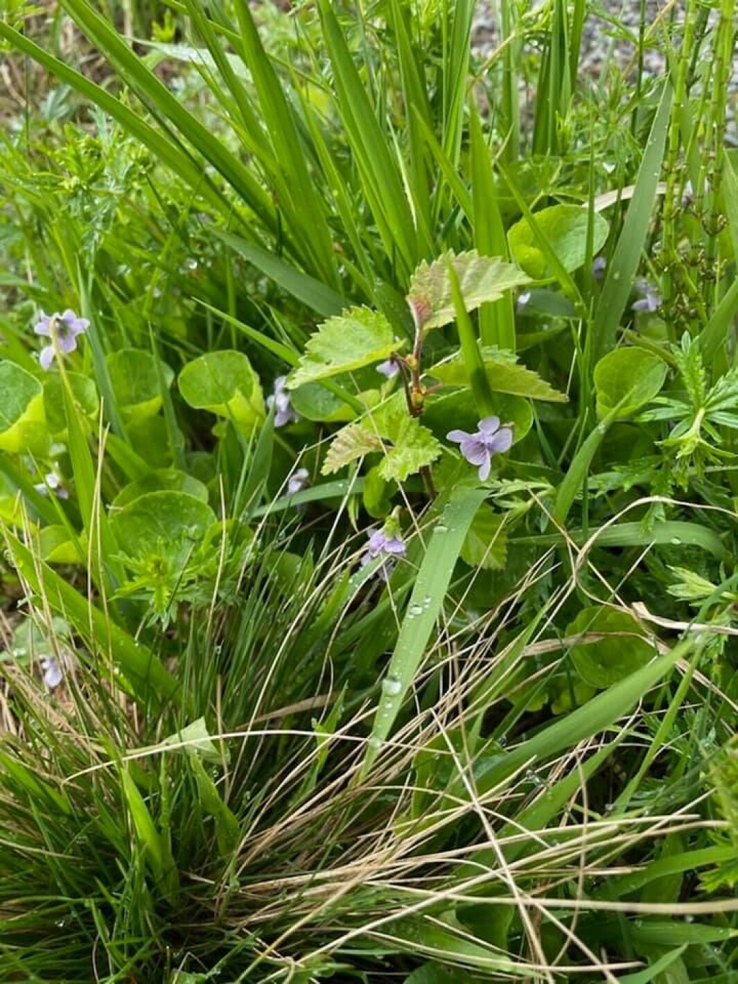 Mange fine blomster i naturen no Mange fine blomster i naturen no