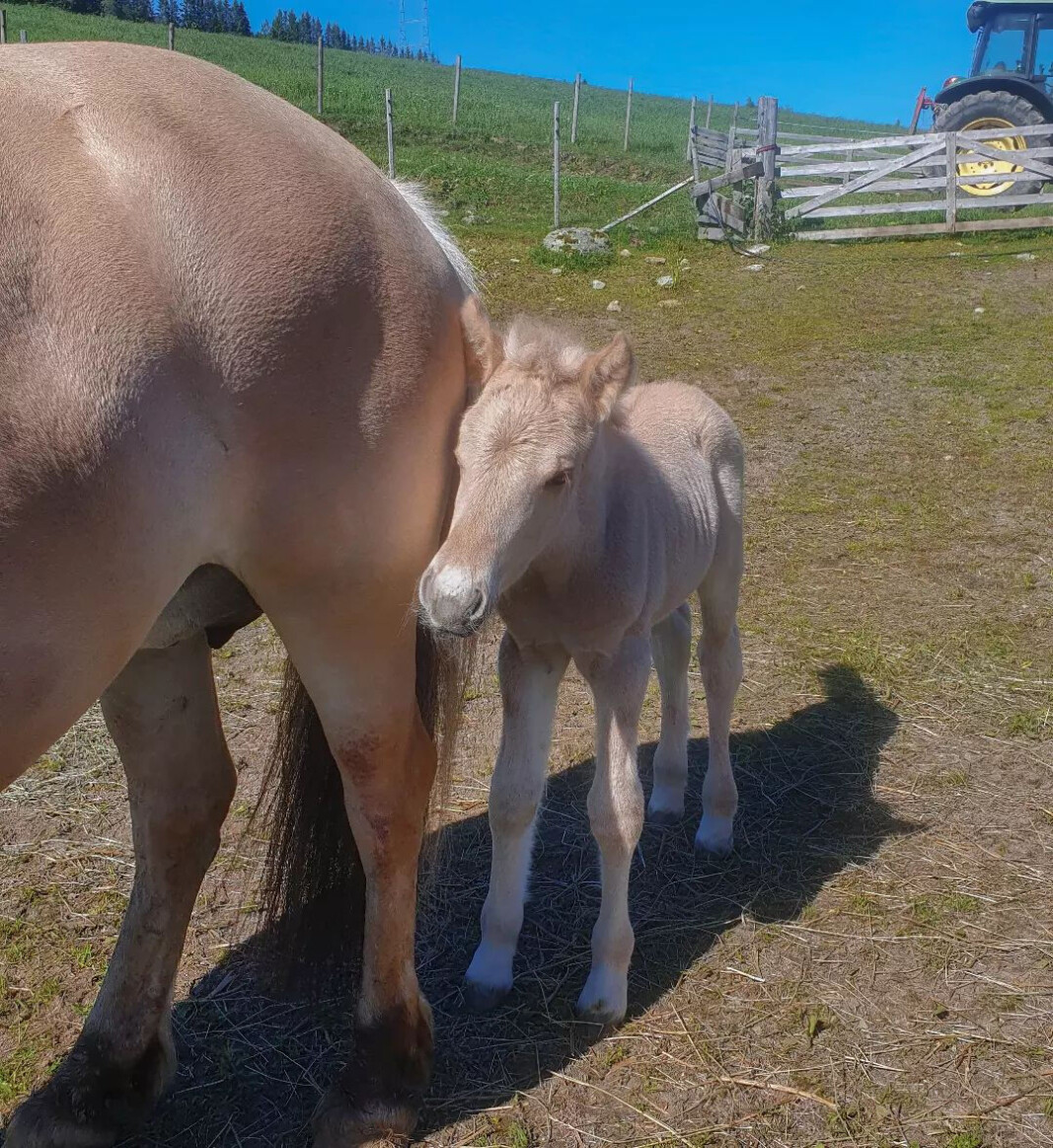 En liten fin kar som er bare ett døgn gammel 😍 En liten fin kar som er bare ett døgn gammel 😍