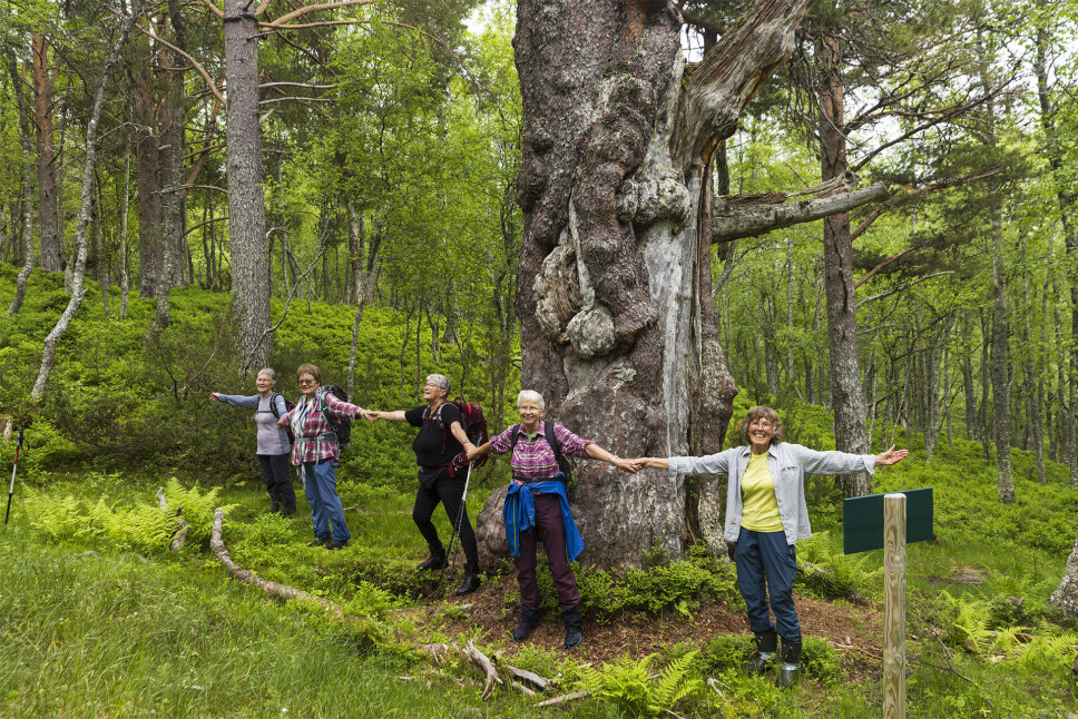 Breiskarstolla med omkrins 470 cm.