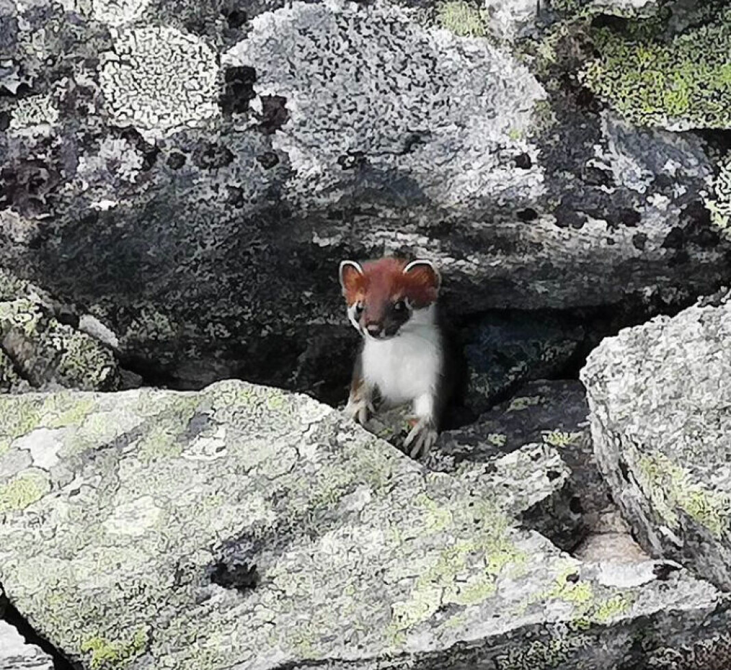 Denne søte lille dukket opp da jeg var i Skrøådalen sist😍 Er nok lite tanker om at solen har snudd igjen, for enda vil dagene være lyse lenge😍 Så har den forhåpentligvis fått lekt seg mye med søsknene sine i de lyse sommerdagene, å vokst seg stor og sterk til mørke høstkvelder. God sommersolverv 🌞 Nyt lyset og sommeren 🌱 Denne søte lille dukket opp da jeg var i Skrøådalen sist😍 Er nok lite tanker om at solen har snudd igjen, for enda vil dagene være lyse lenge😍 Så har den forhåpentligvis fått lekt seg mye med søsknene sine i de lyse sommerdagene, å vokst seg stor og sterk til mørke høstkvelder. God sommersolverv 🌞 Nyt lyset og sommeren 🌱