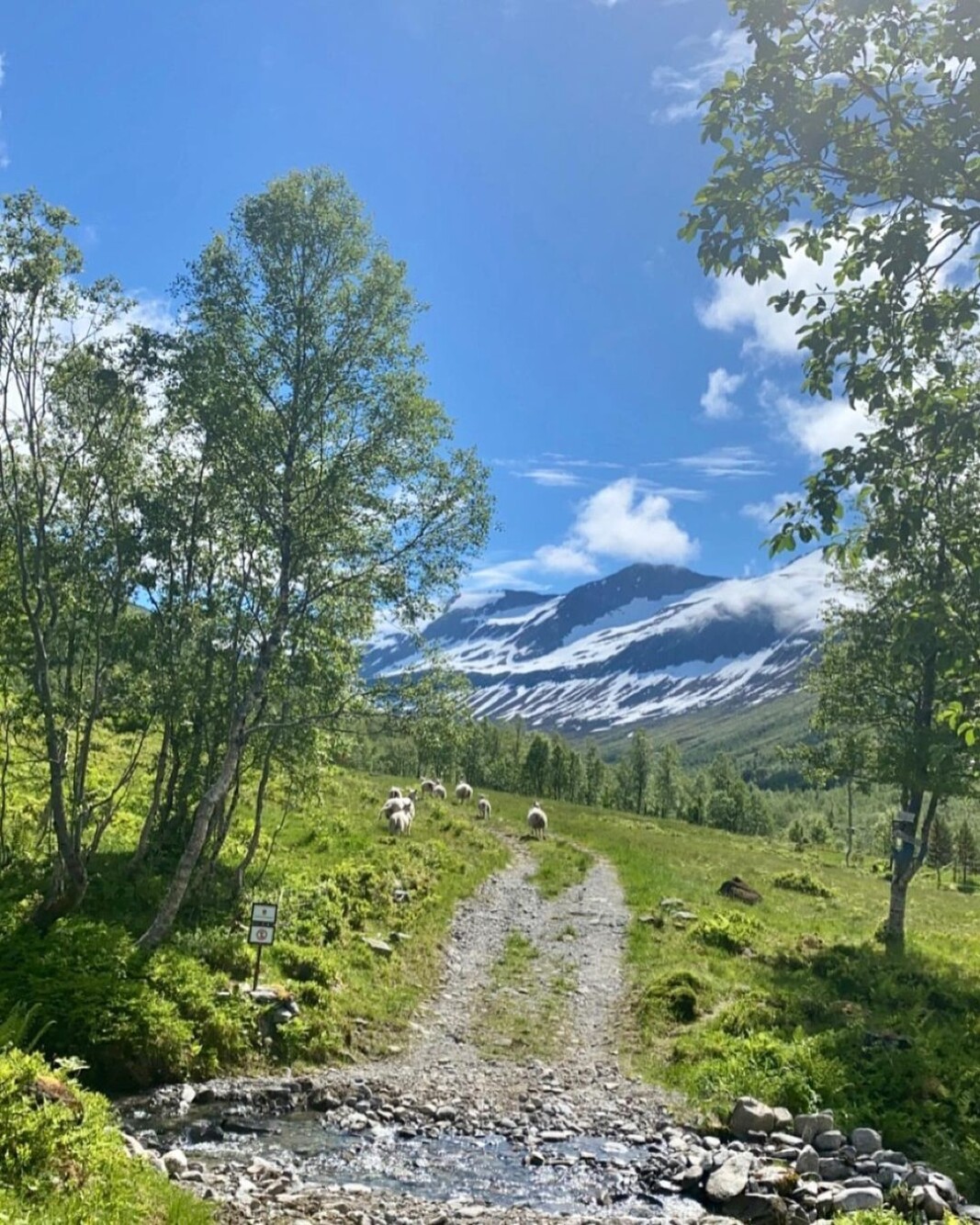 Vakre søyådalen. 🌞🤩🐑🌿 Vakre søyådalen. 🌞🤩🐑🌿