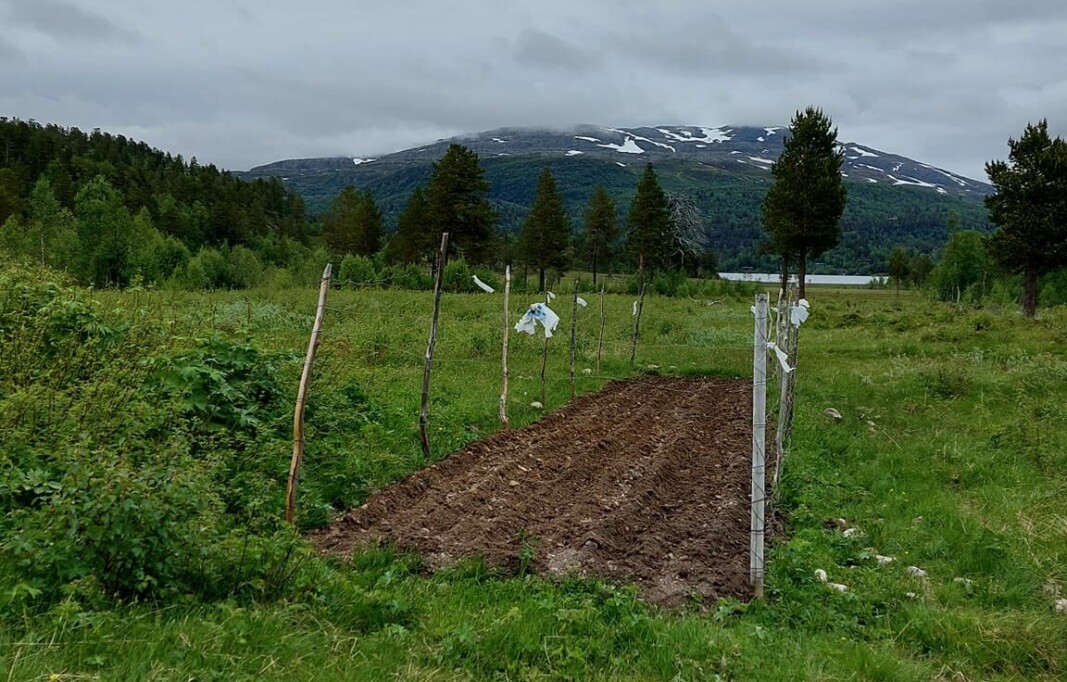 Oddvin sin potetåker, snart brydder poteten her. Oddvin sin potetåker, snart brydder poteten her.