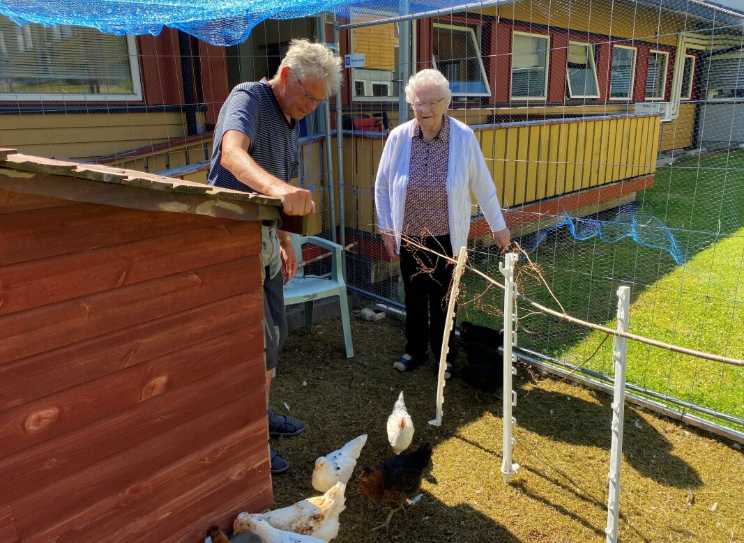 Ingolf Røen og Berta Romundstad synes det er trivelig å ta en tur ut i hønsegården. Ingolf Røen og Berta Romundstad synes det er trivelig å ta en tur ut i hønsegården.