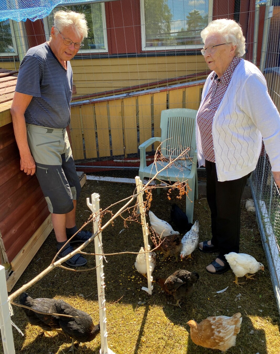 Her har kyllingene fått servert mais. Det er de veldig glade i. Her har kyllingene fått servert mais. Det er de veldig glade i.