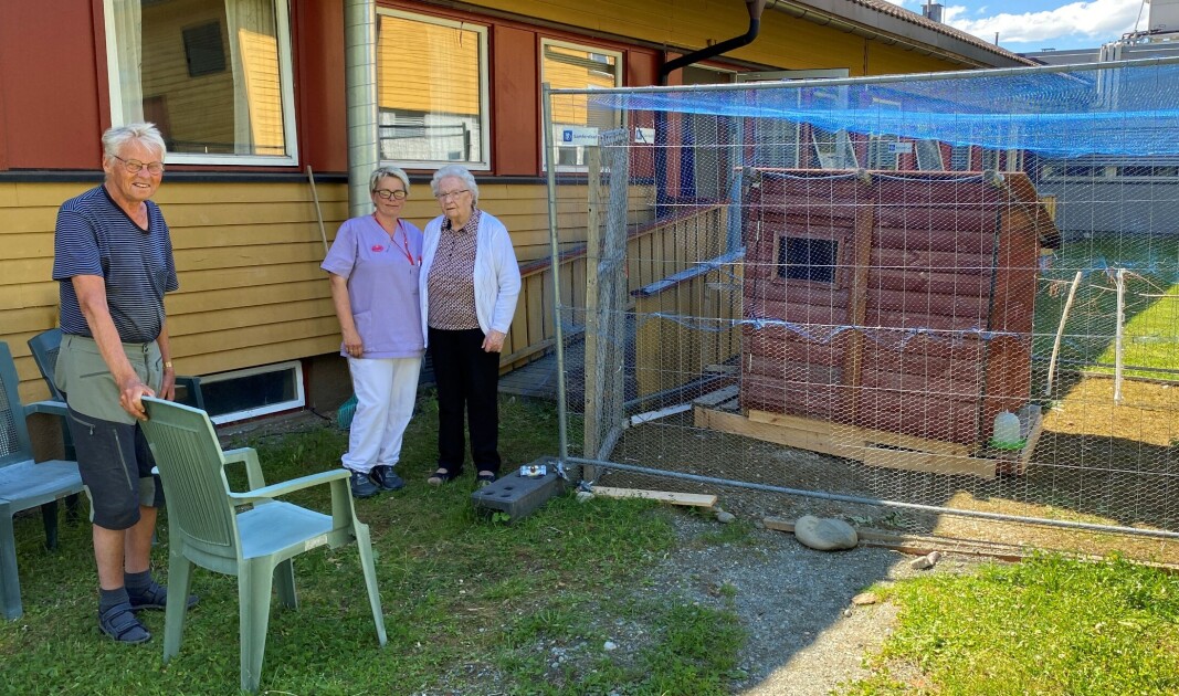 Brukerne på kortidsavdelingen synes det er trivelig med en liten hønsegård utenfor døra. Herr kan de sitte og se på kyllingene, Brukerne på kortidsavdelingen synes det er trivelig med en liten hønsegård utenfor døra. Herr kan de sitte og se på kyllingene,