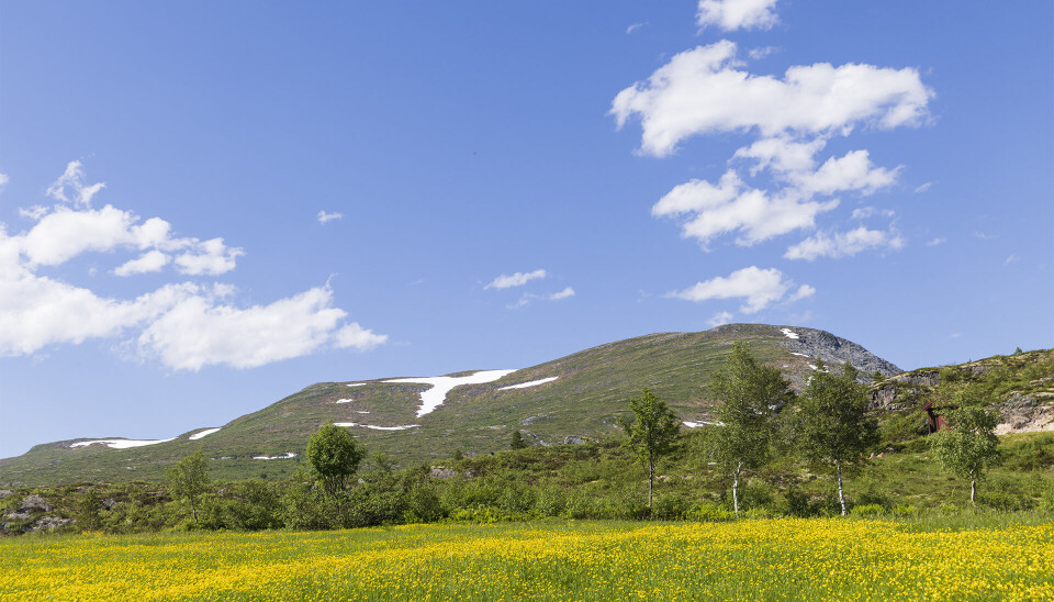 Engsoleie under Brattsetfjellet