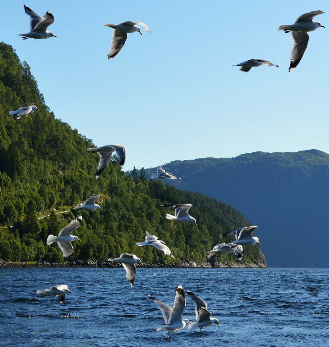Måsen er med på fisketuren mot Bøkleppen. Måsen er med på fisketuren mot Bøkleppen.