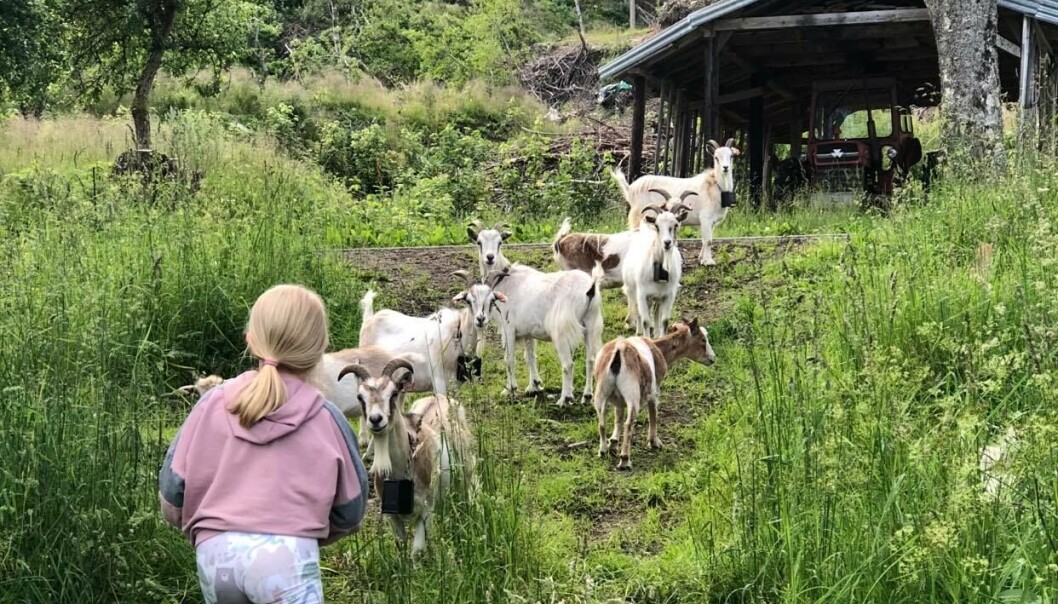 Dyreliv på sommerskole. Dyreliv på sommerskole.
