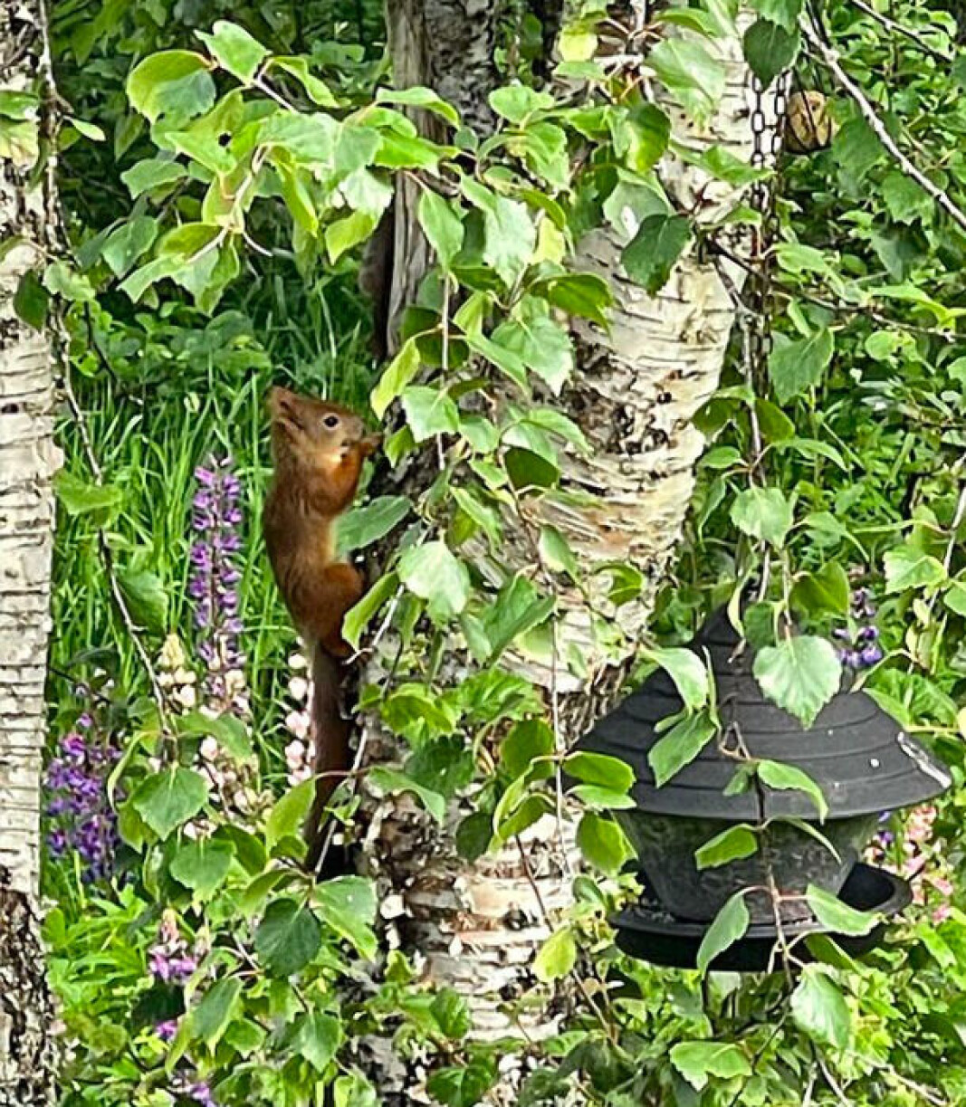 Ekornet nyter også fuglematen Ekornet nyter også fuglematen
