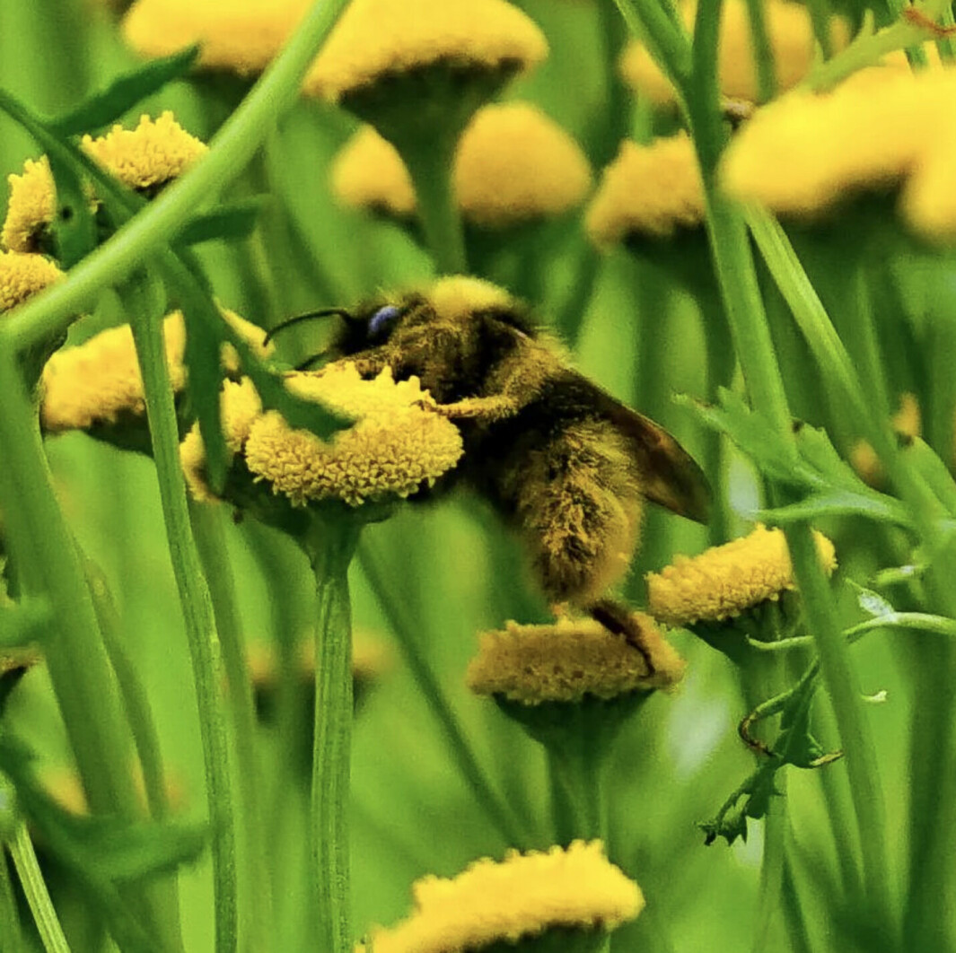 Både blomsten og humla er full av pollen 😊