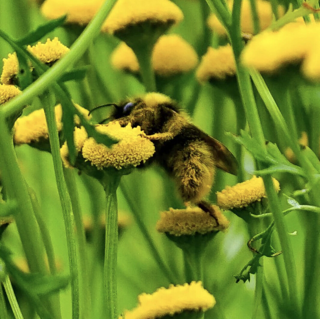 Både blomsten og humla er full av pollen 😊 Både blomsten og humla er full av pollen 😊
