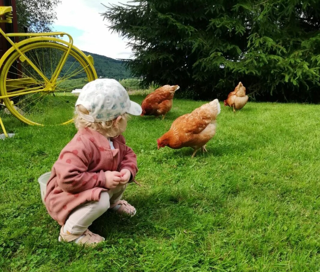 På besøk hos #kramboden Kvendbø 🐔🌤️💙☀️ På besøk hos #kramboden Kvendbø 🐔🌤️💙☀️