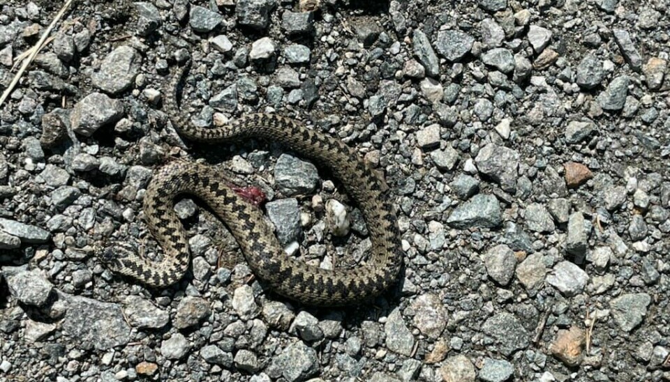 Død orm i veien