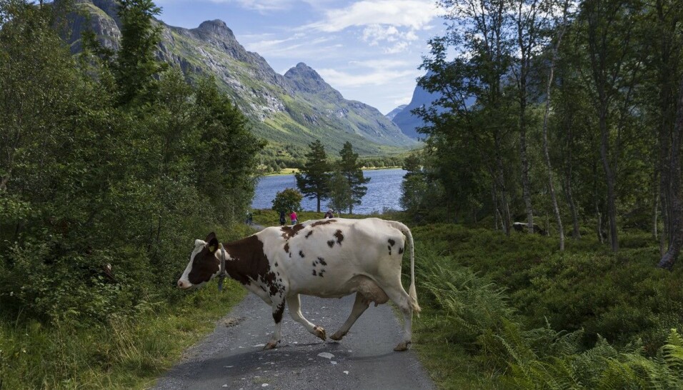 God mjølkeprodusent på Renndølsetra